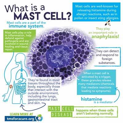Neurofeedback Tucson AZ What Is A Mast Cell Neurofeedback Tucson AZ What Is A Mast Cell